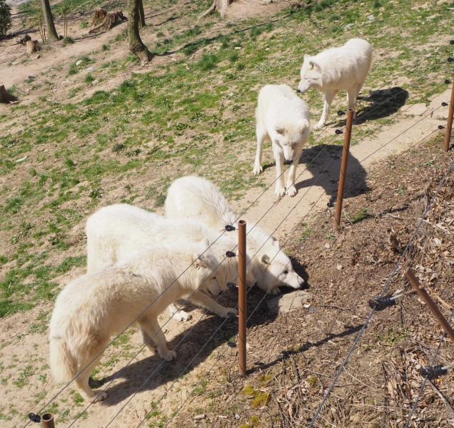Olomoucká zoo na Svatém Kopečku pavilony zatím otevírat nebude