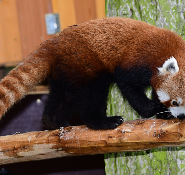 Do olomoucké zoo na Kopečku dorazily pandy