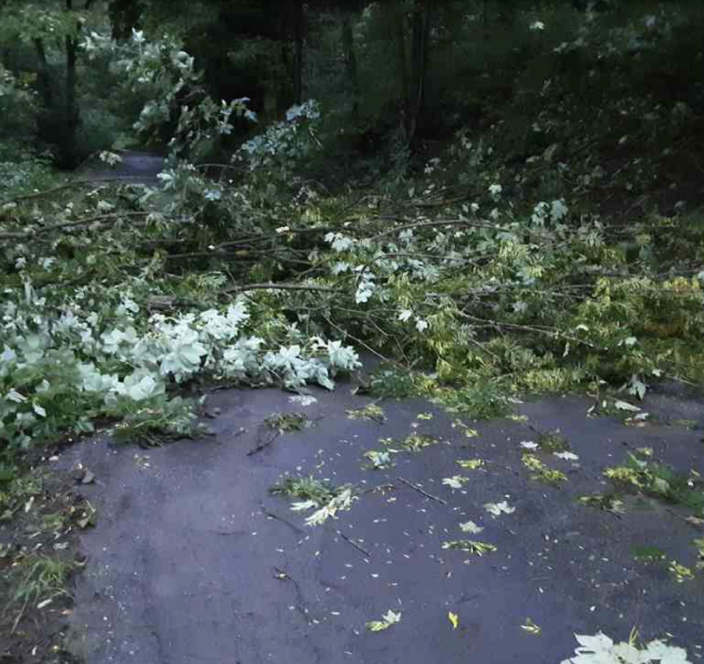 Silný vítr v noci vyvracel stromy