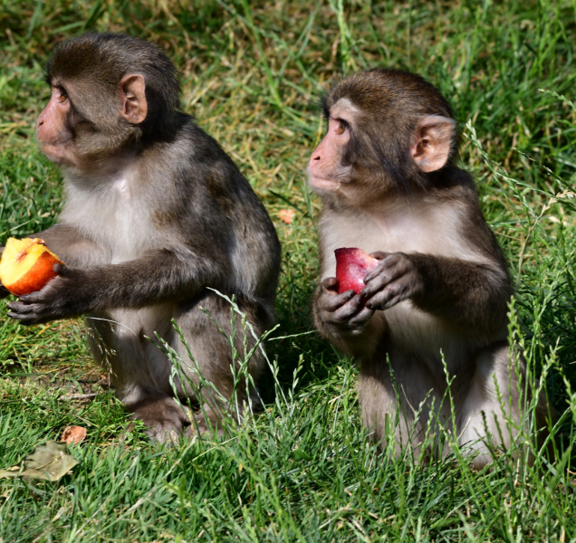 Parta makaků z olomoucké zoo se rozrostla o dvě mláďata