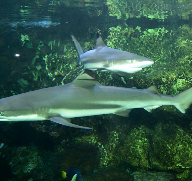Olomoucká zoo má nového žraloka