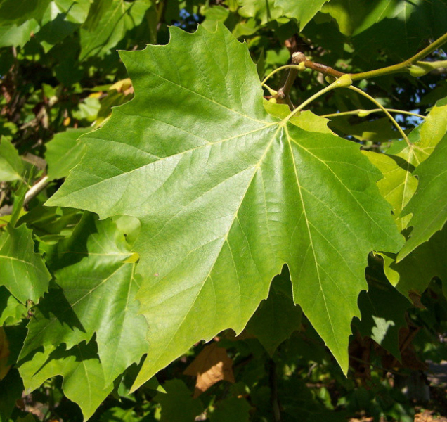 Velkomoravskou ulici obsadí platany