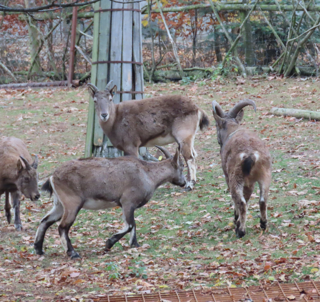 Stádo kozorožců ze Svatého Kopečku doplnili dva statní samci