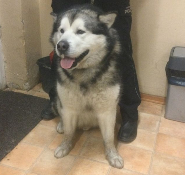 Další dva chlupáči skončili v olomouckém útulku