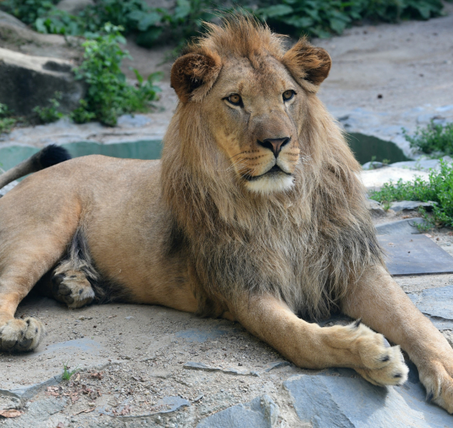 Lva Šimona v olomoucké zoo nahradí samice Ayo