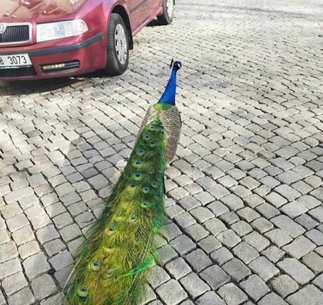 Ulicemi Olomouce se procházel páv, strážníci ho zahnali do parku