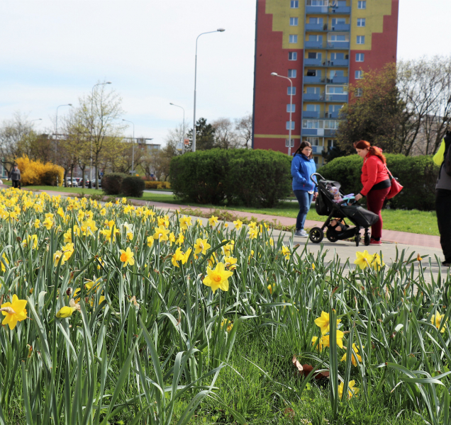 Pestré květinové koberce zaplaví Přerov