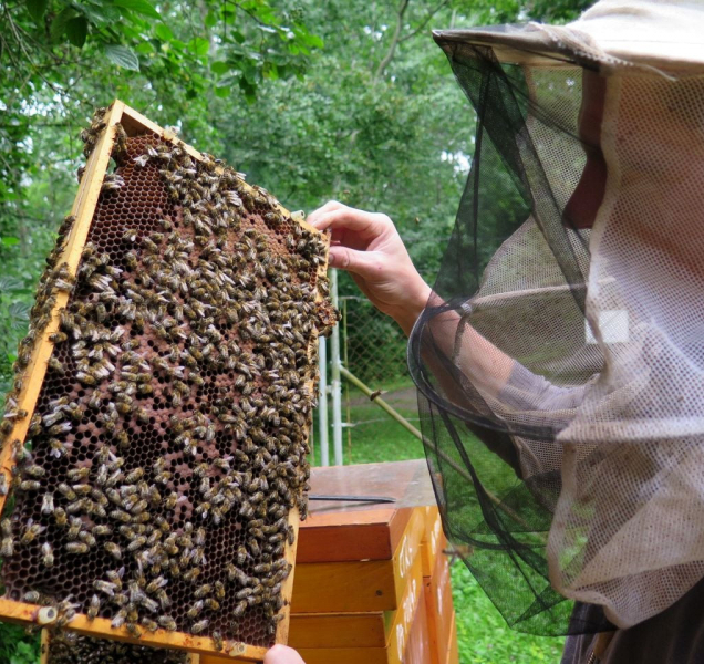 Sršeň asijská včelařům způsobuje velké ztráty