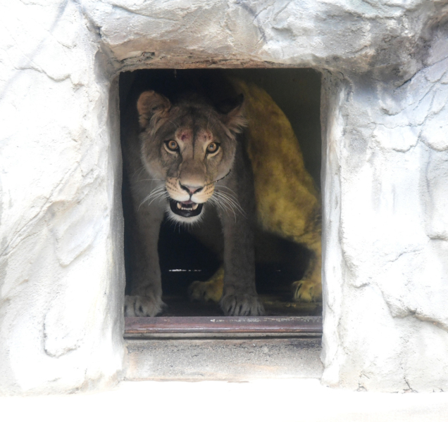 V olomoucké zoo je nová lvice