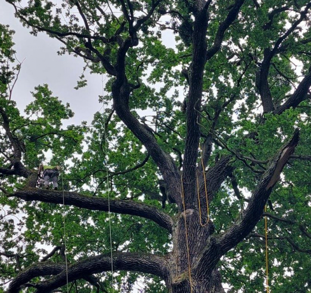 Král dub prošel odborným ošetřením