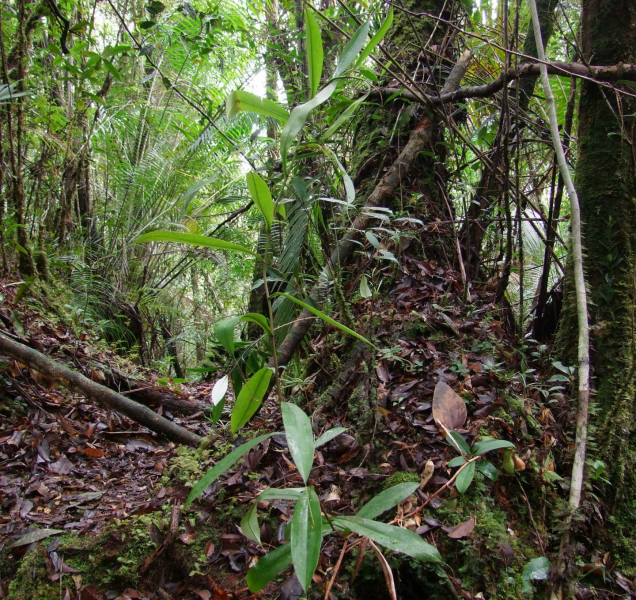 Vědci objevili na Borneu zvláštní masožravku