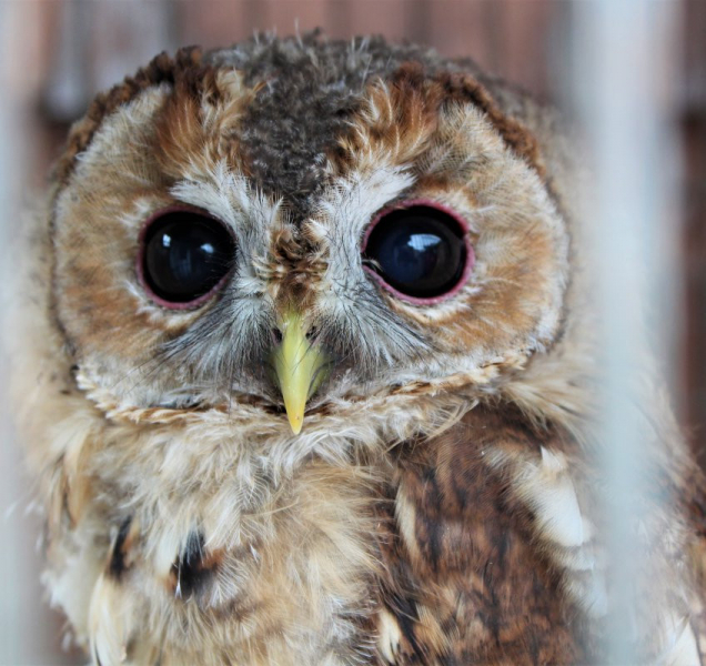 Kraj mění formu podpory záchranných stanic pro zvířata