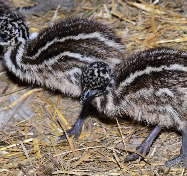 Druhý největší pták světa má mláďata! Jsou k vidění v Zoo Olomouc