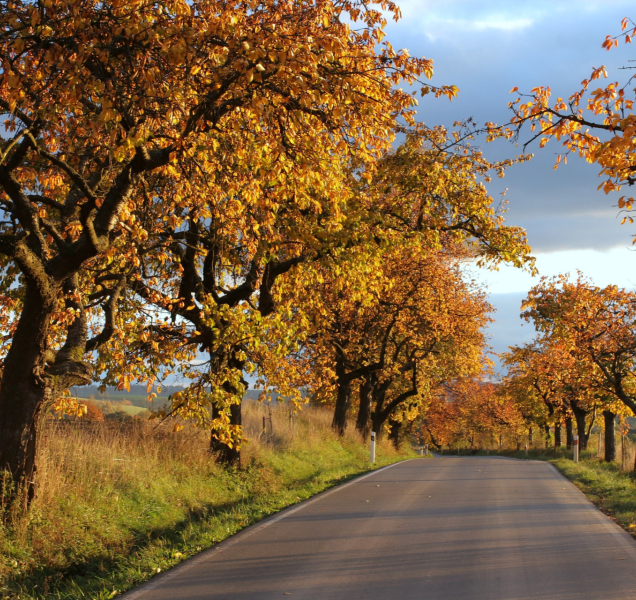 Třešňová alej u Nového Malína bere bronz v republikovém klání