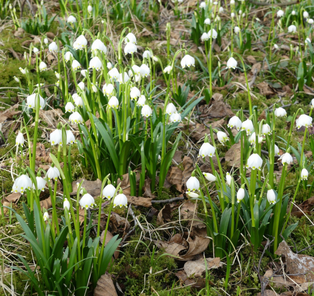 Příroda riskuje, pravé jaro to ještě není, říká ekolog Petr Loyka