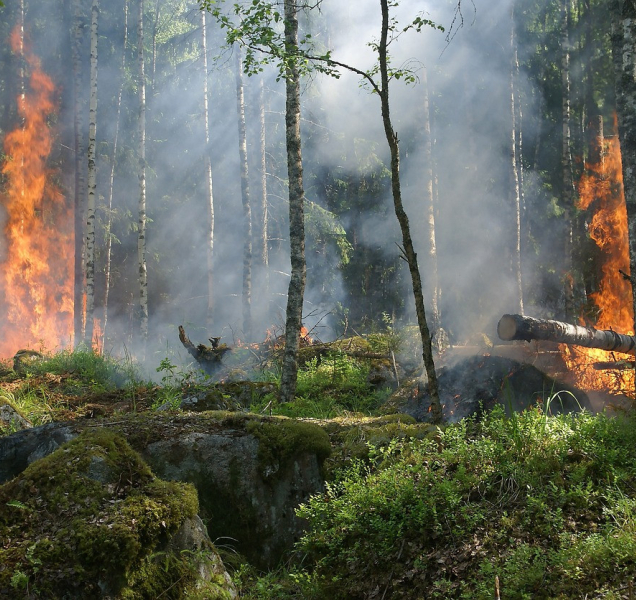 Žhář zapaluje ohně v lesích v době vysokého rizika šíření požárů