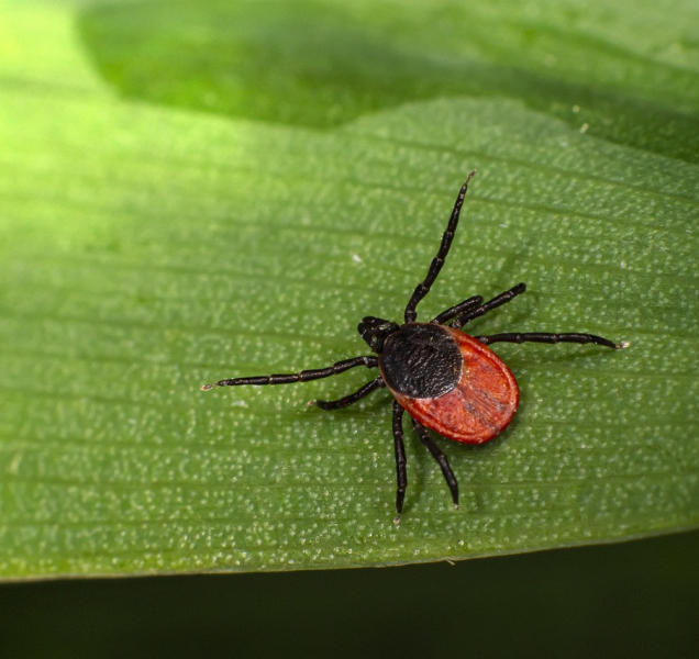 Odborníci varují před aktivitou klíšťat