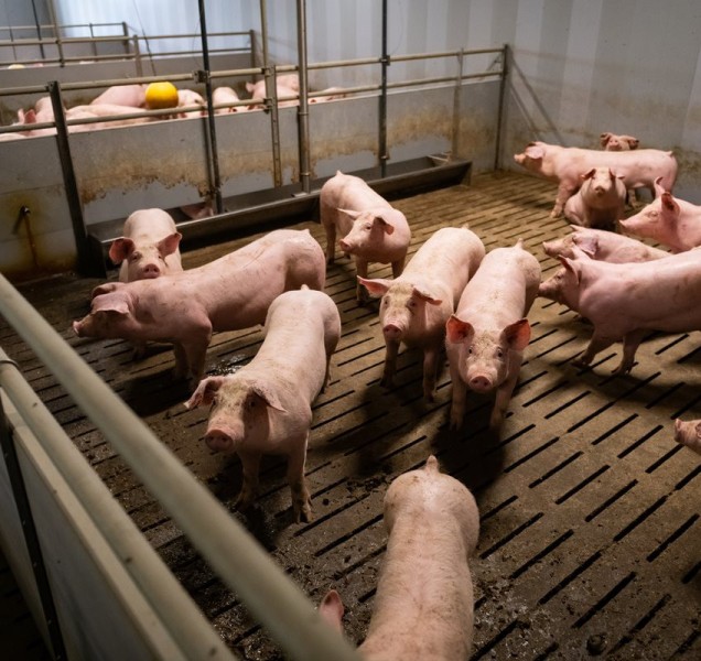 Vepřín z Olomoucka je ve finále ekologické soutěže