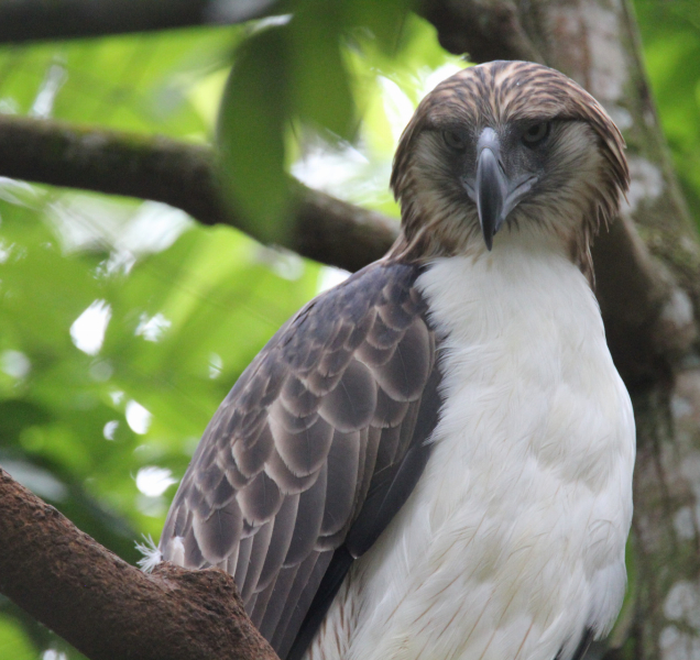 Čeští zoologové učí Filipínce, jak zacházet s orlím spermatem