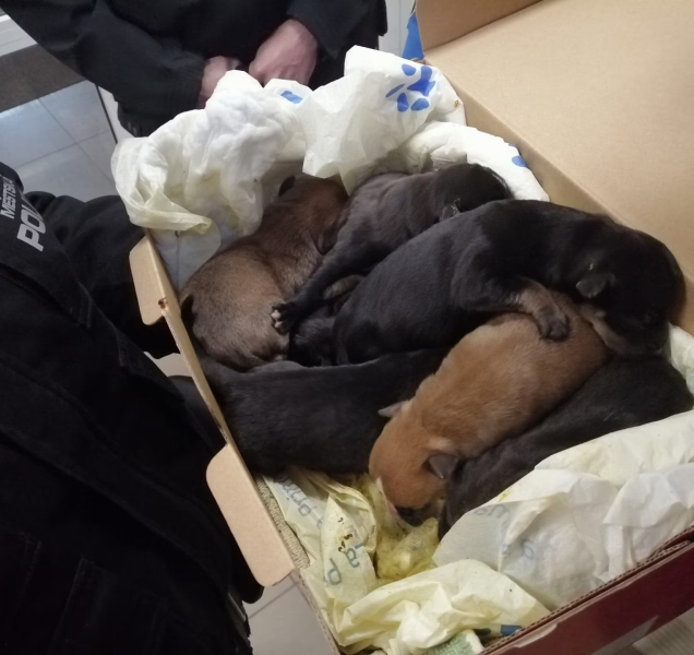 Vyhozená štěňata zachránila pozorná kolemjdoucí