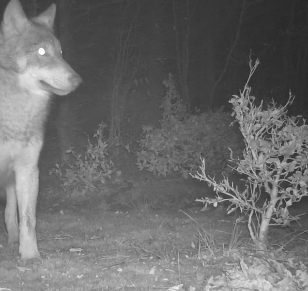 V Rychlebech našli čtyři mrtvé vlky, zřejmě je někdo otrávil