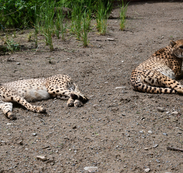Gepardí nevěsty dorazily z varšavské zoo
