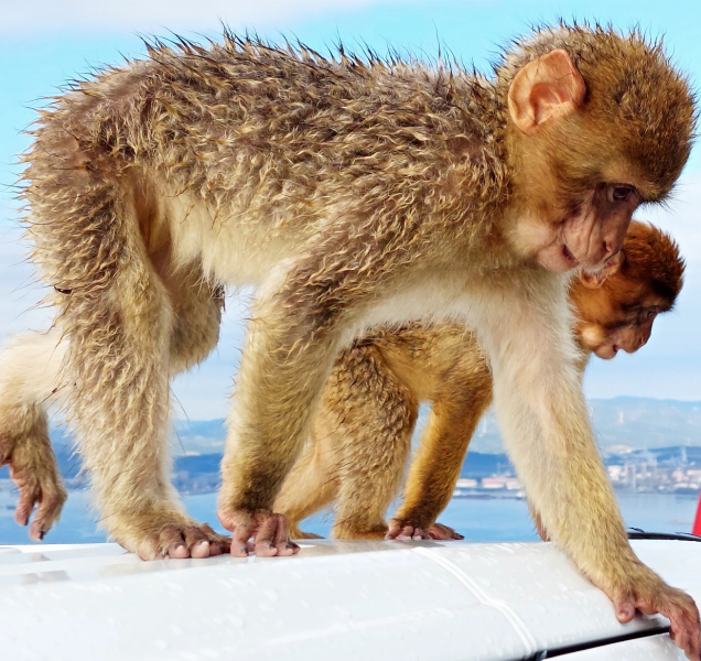 Fotbalová výprava do malé Británie na jihu Španělska