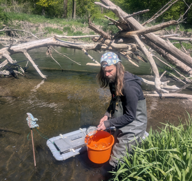 Tři tisíce jeseterů oživí řeku Moravu