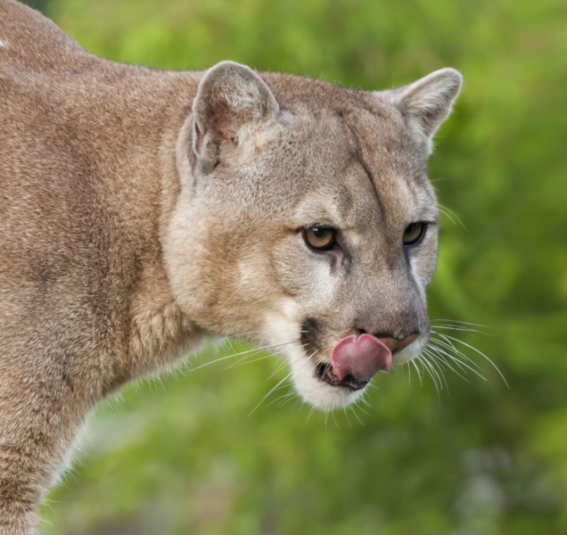 Puma míří na Olomoucko! Čtrnáctiletá dívka měla štěstí