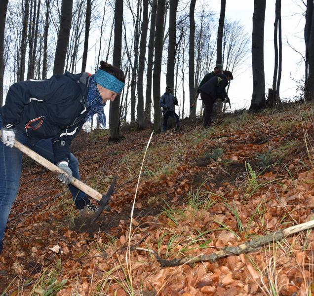 Pomůžete 19. října v Radíkově obnovit lesy po kůrovci?