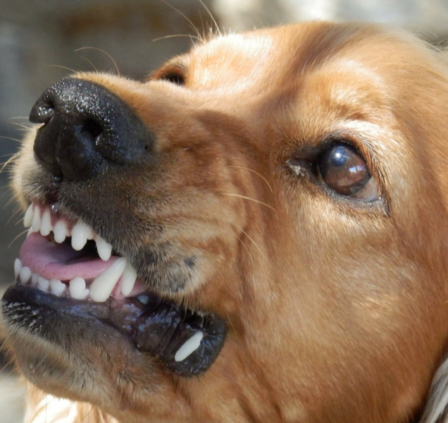 Policisté na Jesenicku zasahovali kvůli týrání psů