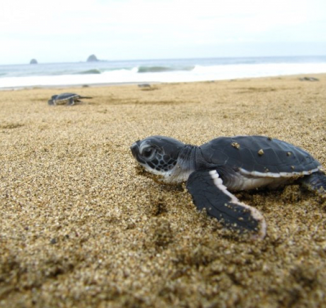 Olomoucká zoo pomáhá chránit mořské želvy