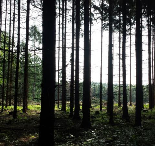 Zvěř na Přerovsku má smůlu, už nebude okusovat mladé stromky