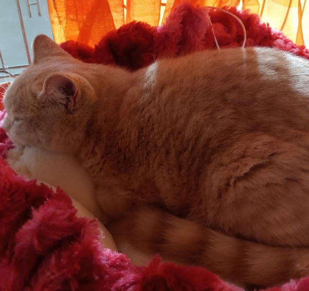 Olomoucké výstaviště zaplnily kočky