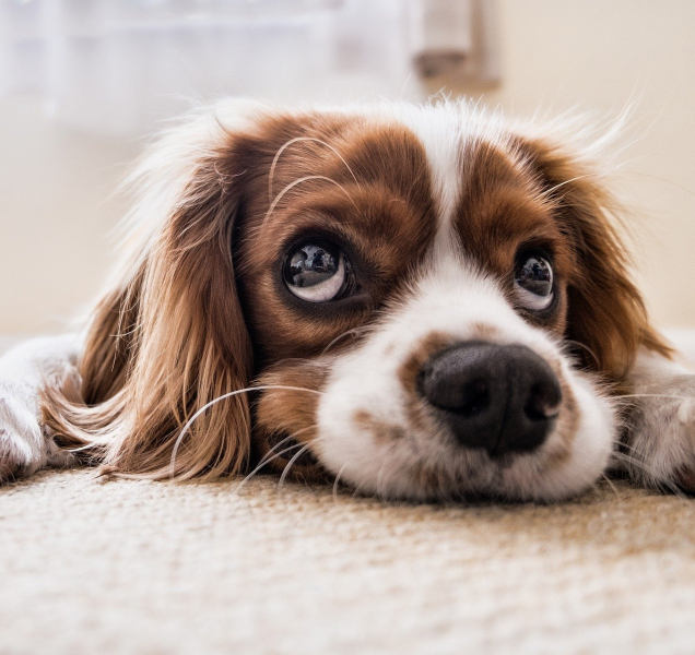 Veterinární správa spustila databázi ztracených psů