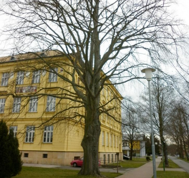 Litovel: Alej ve Smetanových sadech se musí pokácet