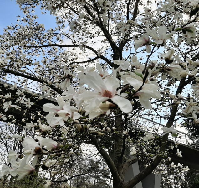 Podívejte se, jak vypadá jaro v olomouckých parcích