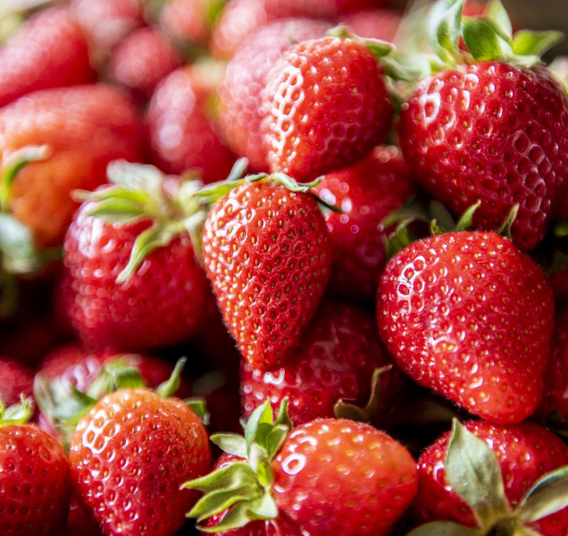 Samosběr jahod na Olomoucku? Od prvního června!