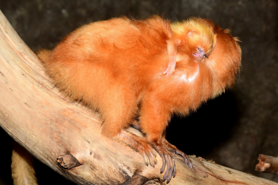 Lvíčci zlatí, nejnovější přírůstky v olomoucké zoologické zahradě