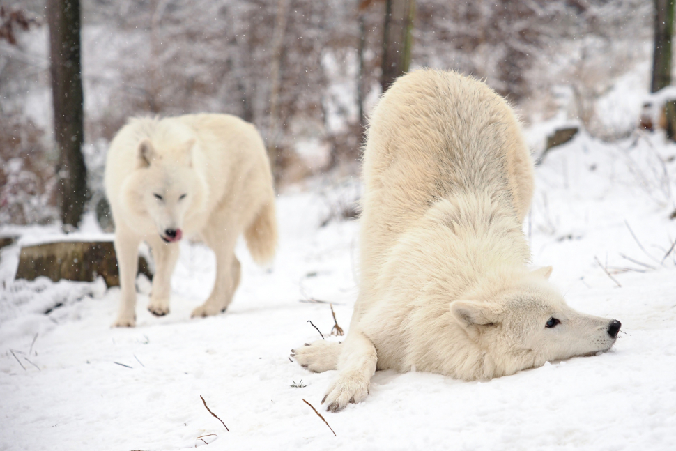 Sníh už zasypal i olomouckou zoo