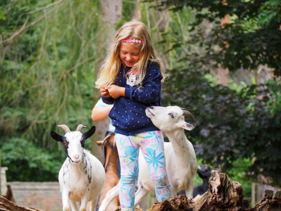 Olomoucká zoo počítá zvířata. Zapojit se můžete i vy!