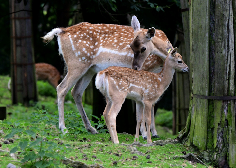 V zoo se narodili velmi vzácní daňci mezopotámští