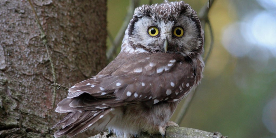 V Jeseníkách objevili vzácného puštíka