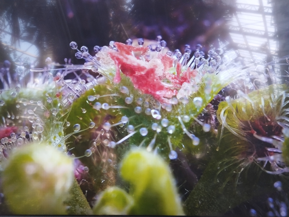 Masožravá rostlina proti octomilkám i tuzemské „masožravky“.