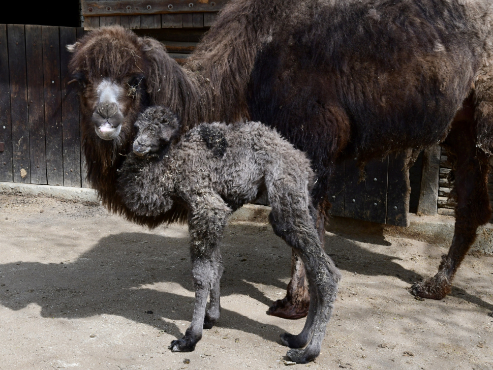 Zoo Olomouc slaví narození velbloudího mláděte