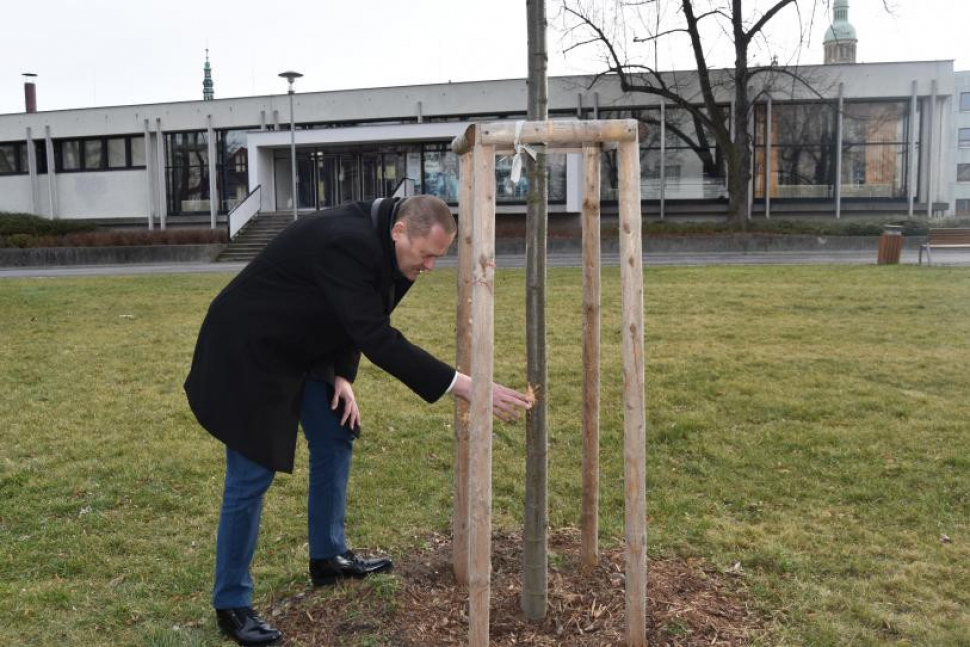 Vandal poškodil republikovou lípu v Prostějově