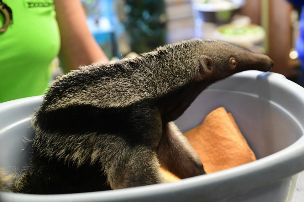 Zoo má otevřeno a zítra se připojí i dětská hřiště a Rozárium